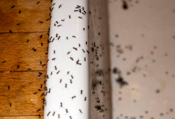 Best Bed Bug Extermination  in , WY